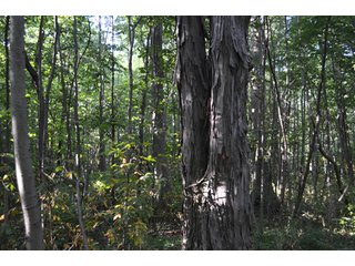 Property photo 28 - 64 Acre Farm Offered in 4 Tracts or in Combinations - Real Estate Auction